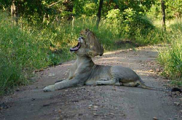 Majete Wildlife Reserve