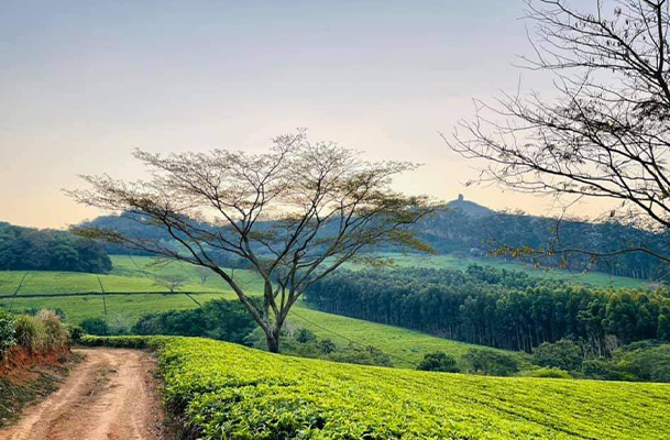 Satemwa Tea Estate