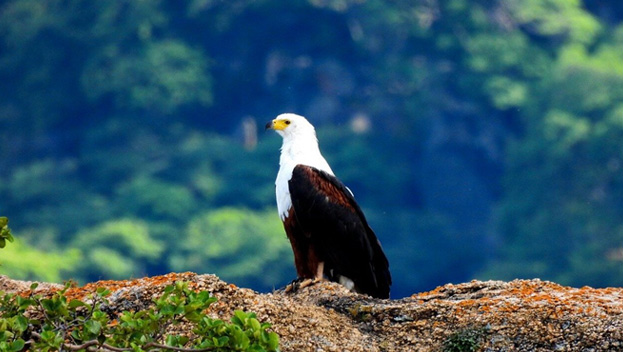 Bird Watching