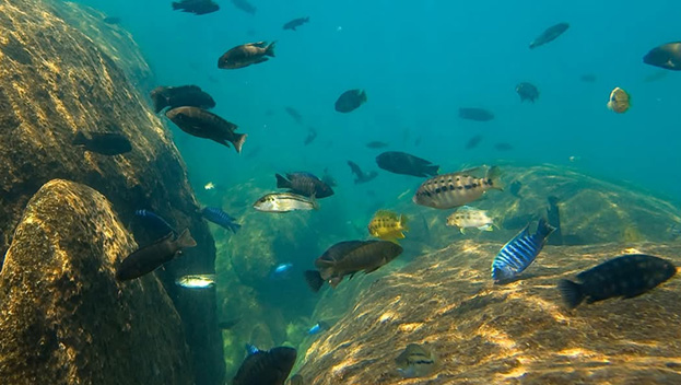 SCUBA Diving