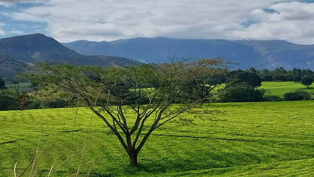 Tea Estate