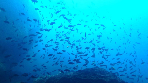 Blue Zebra Island Lodge