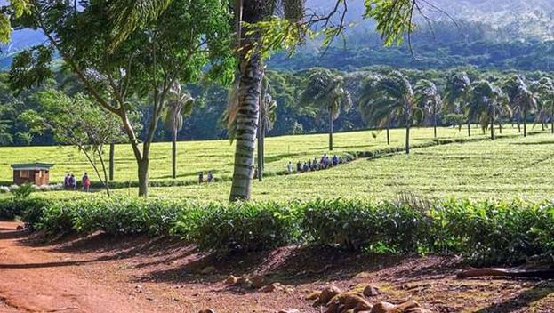 Mount Mulanje
