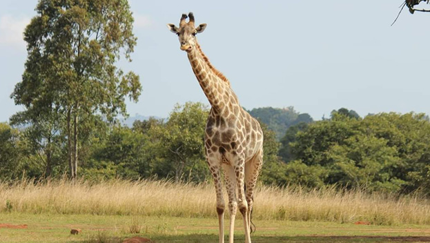 Majete Wildlife Reserve