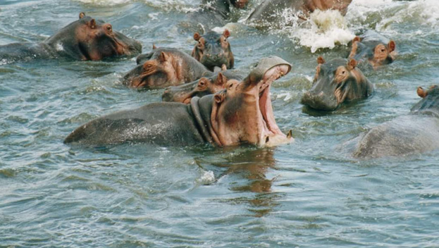 Majete Wildlife Reserve