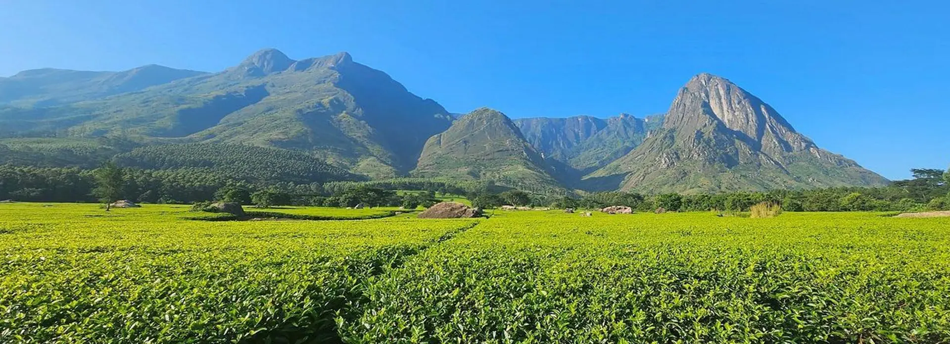 Mulanje Mountain