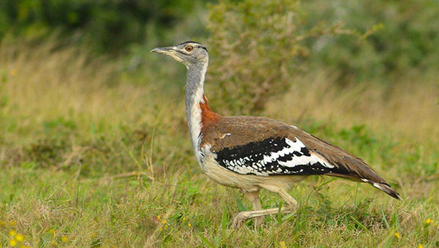 Nyika National Park