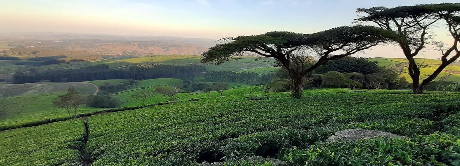 Thyolo Highlands