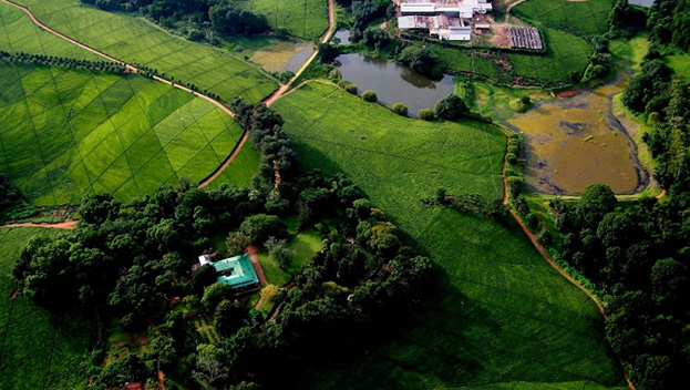Thyolo - Nature Walks & Tea Tasting