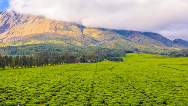 Visit Mulanje Mountain