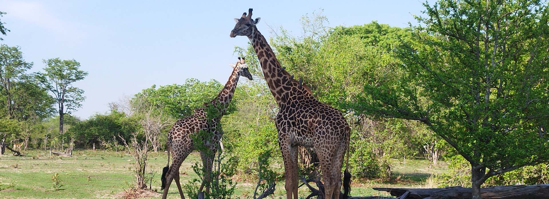 South Luangwa National Park 