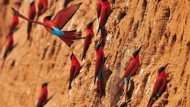 South Luangwa National Park 
