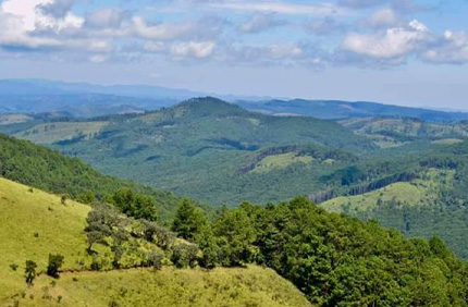 Vipya Plantations - Mzimba