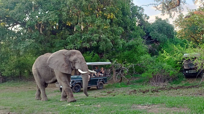 South Luangwa National Park
